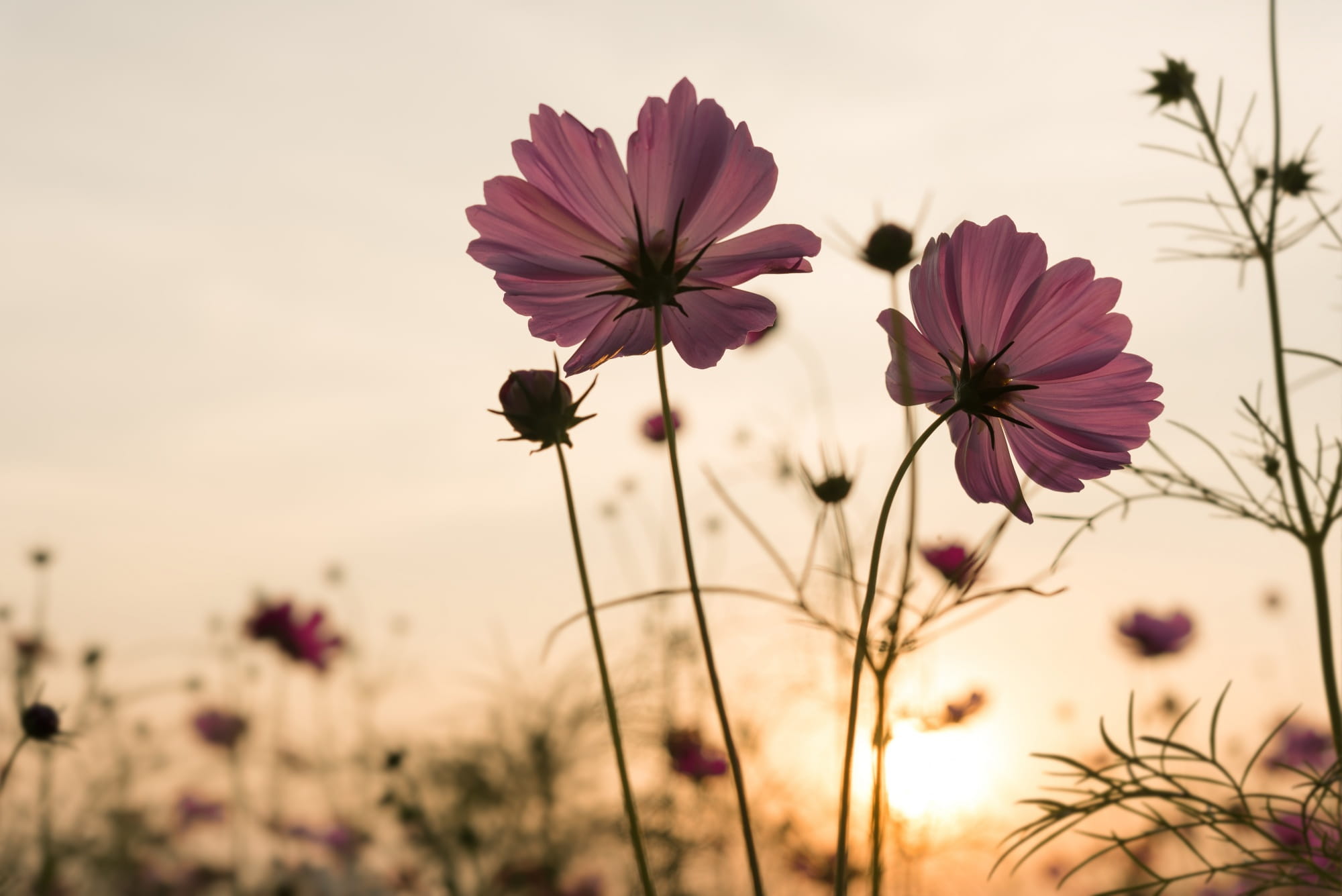 Blumenarrangement